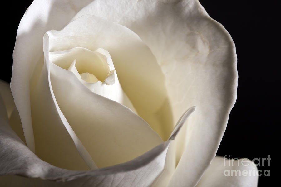 White Roses Photograph by Gunnar Orn Arnason