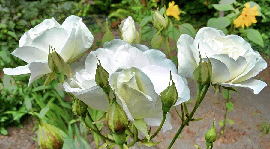 White Roses In My Garden by Jennie Marie Schell