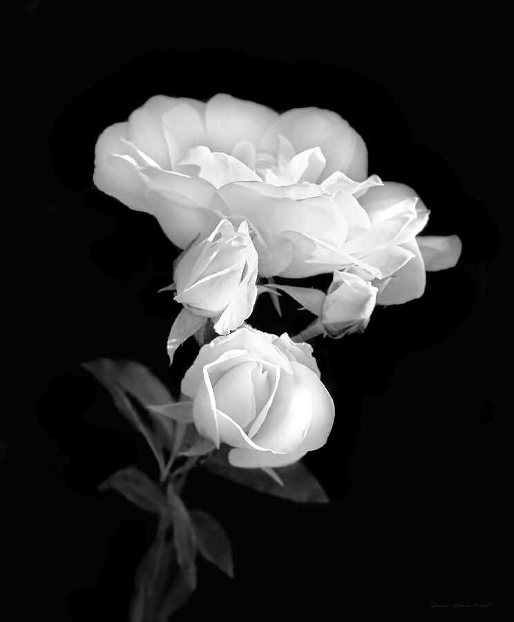 Black And White Photograph - White Roses in the Moonlight Black and White by Jennie Marie Schell