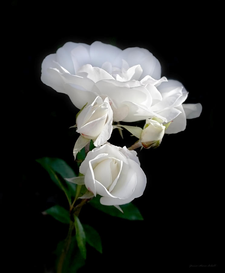 White Roses in the Moonlight Photograph by Jennie Marie Schell