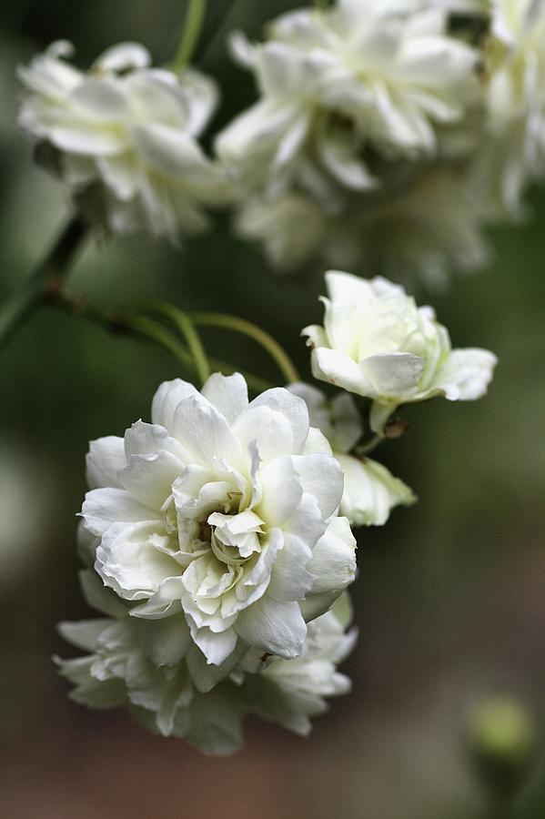 White Roses Photograph by Joy Watson