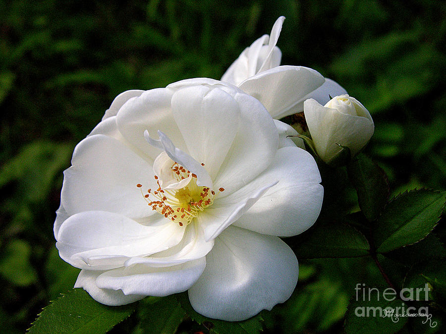 White Roses Photograph by Mariarosa Rockefeller