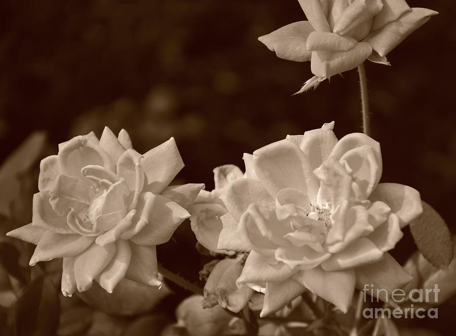White Roses On Beige Photograph by Bob Sample