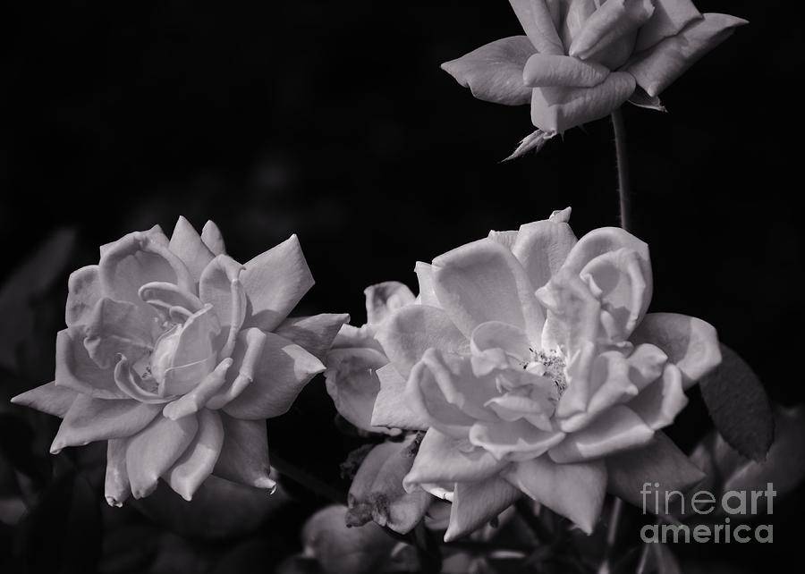 White Roses On Black Photograph by Bob Sample