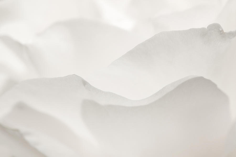 White Roses Petals In Soft Focus Photograph by Nacivet White Roses Petals In Soft Focus Photograph by Nacivet