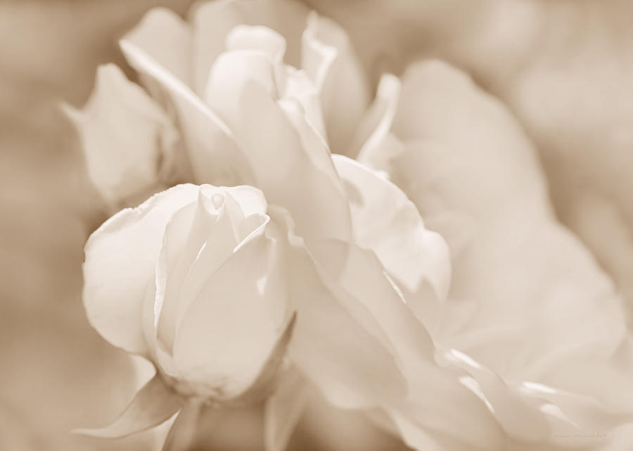 White Roses Soft Brown Photograph by Jennie Marie Schell