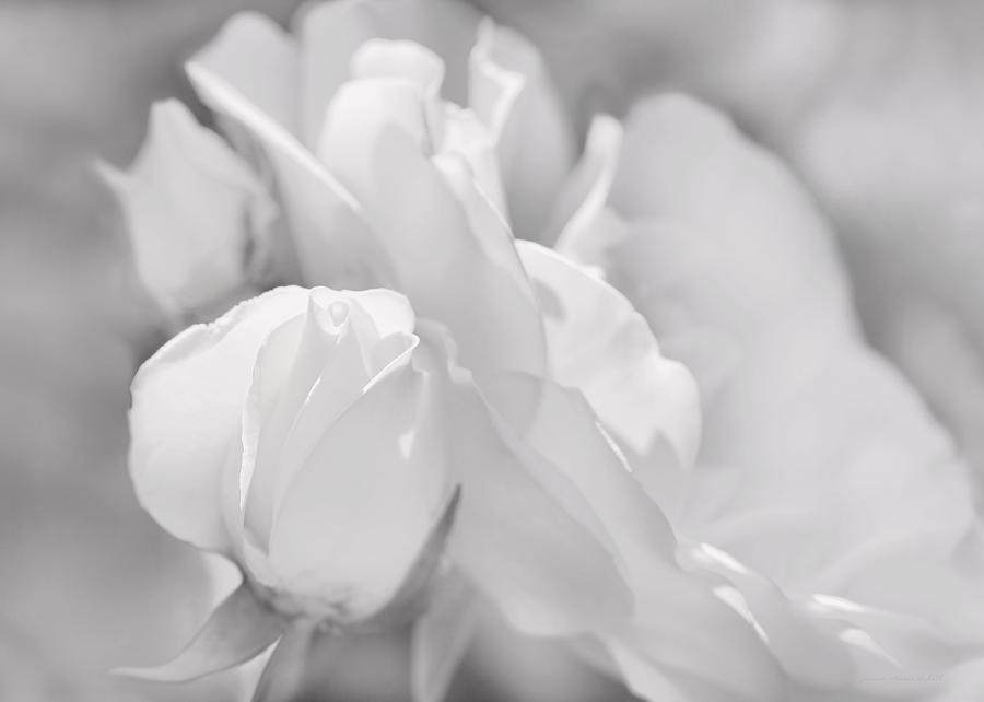 White Roses Soft Gray  Photograph by Jennie Marie Schell
