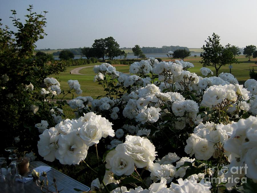 White roses Photograph by Susanne Baumann