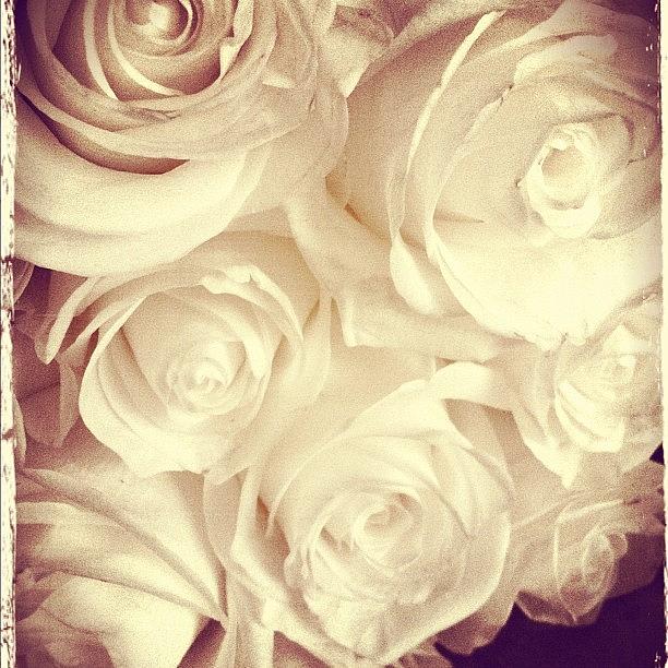 Rose Photograph - White Roses #whiteroses #roses #white by Artondra Hall