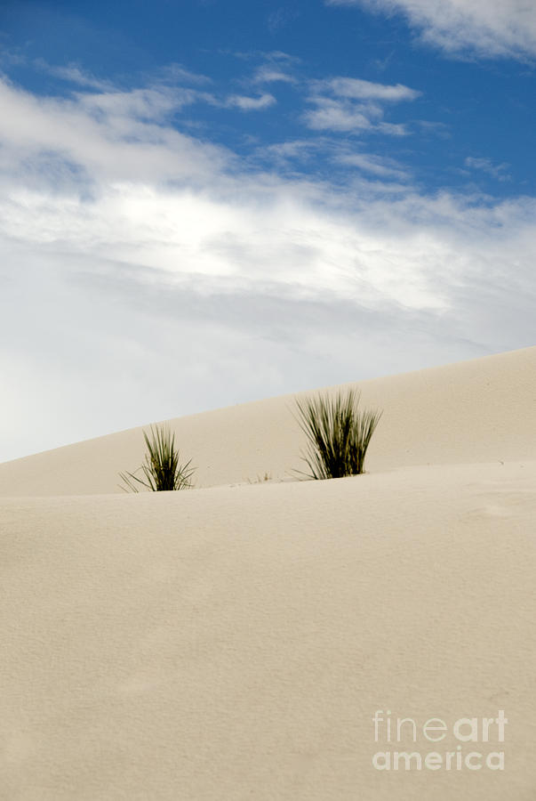 White Sand Dunes Photograph by Milena Boeva