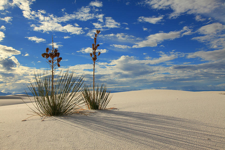 White Sands Afternoon 2 Photograph by Alan Vance Ley