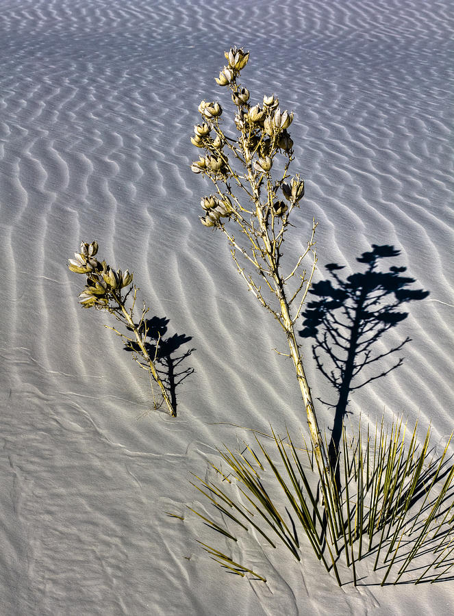 White Sands Flower Digital Art by Georgianne Giese