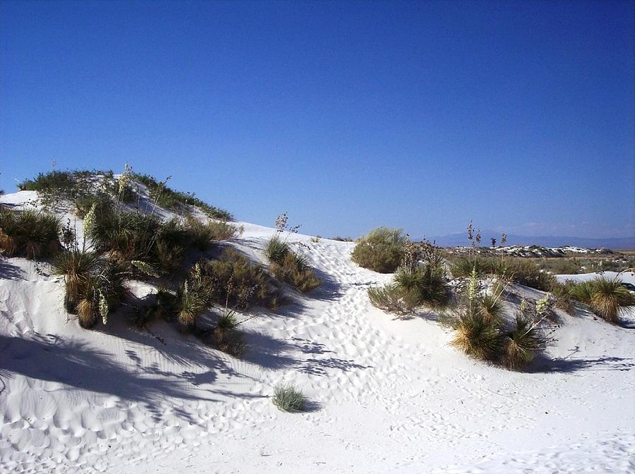 White Sands Foilage Photograph by The GYPSY and Mad Hatter