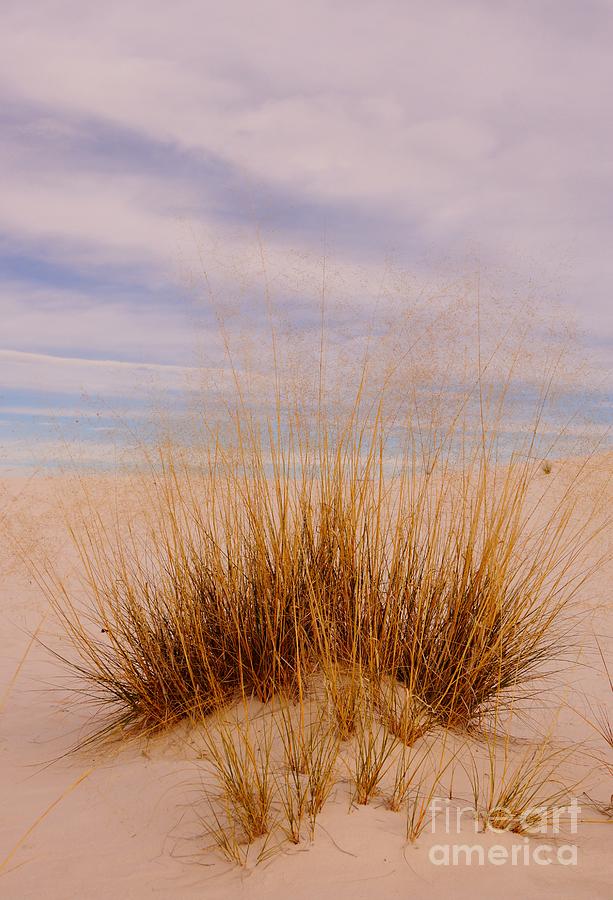 White Sands Grass by Kerri Mortenson White Sands Grass by Kerri Mortenson