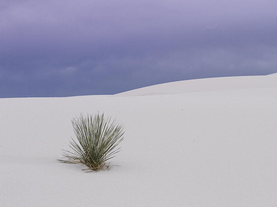 White Sands Lone Yucca Photograph by Jean Noren