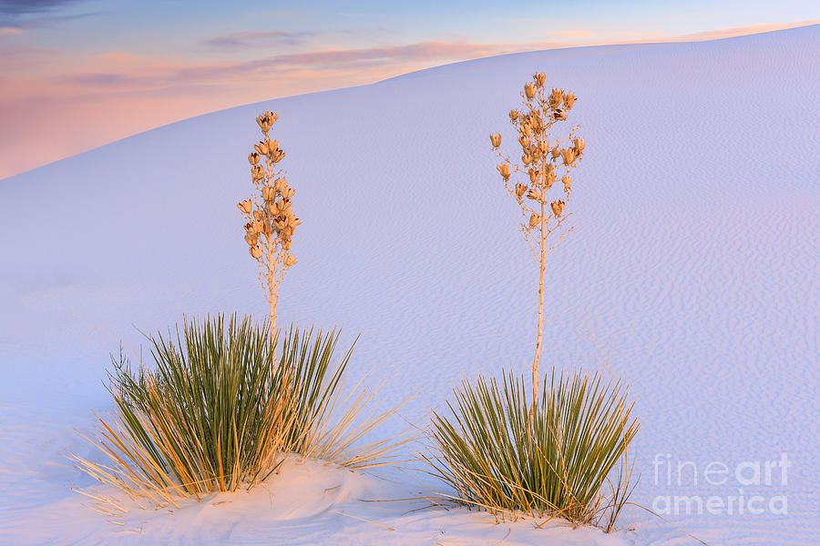 White Sands National Monument Photograph - White Sands National Monument by Henk Meijer Photography