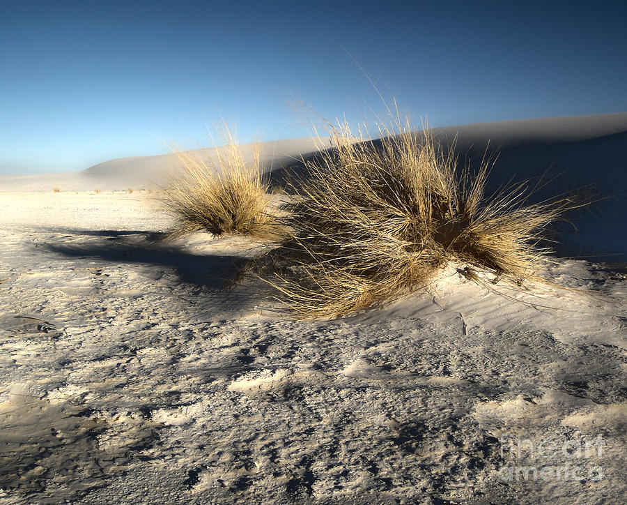 Desert Photograph - White Sands New Mexico among the Dunes by Gregory Dyer
