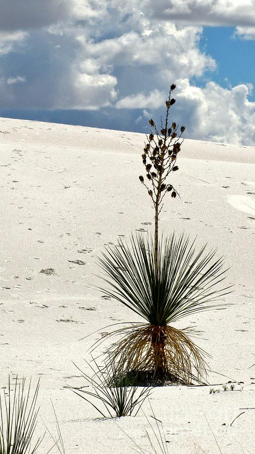 White Sands New Mexico Photograph by Marilyn Smith