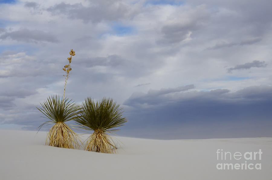 White Sands New Mexico Yucca Plants Photograph by Bob Christopher