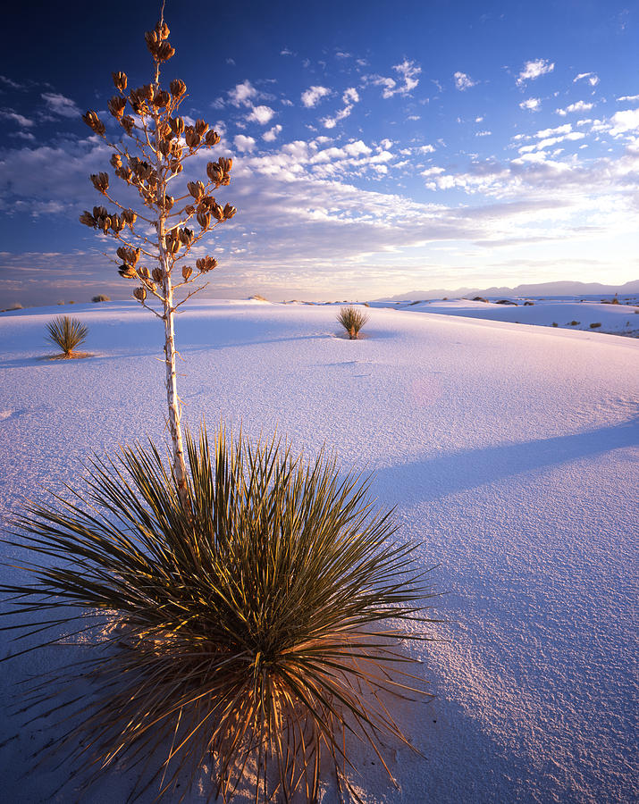 White Sands Photograph by Ray Mathis