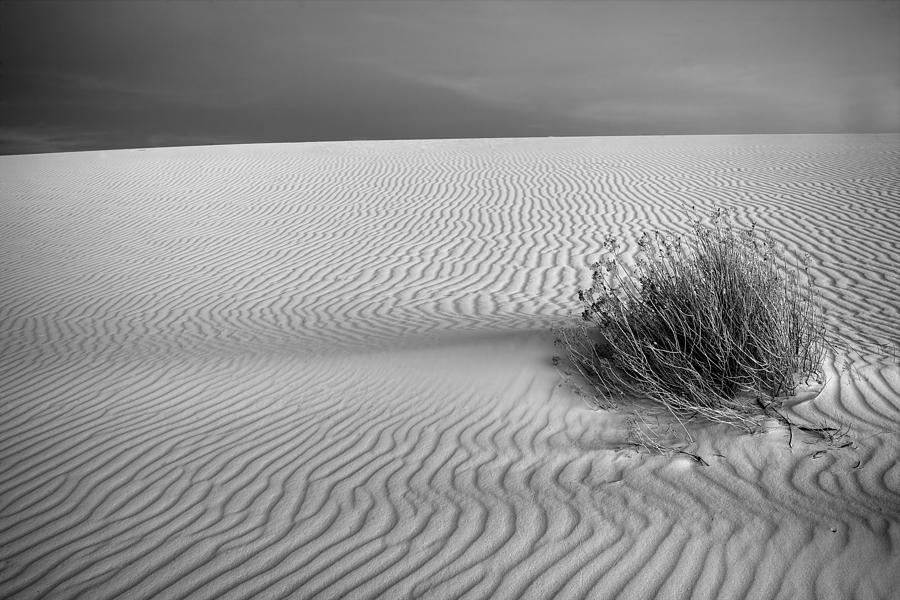 White Sands Scrub BW Photograph by Peter Tellone