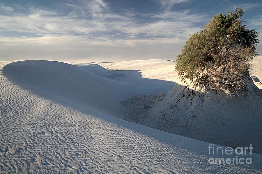 White Sands Self Preservation Photograph by Adam Jewell