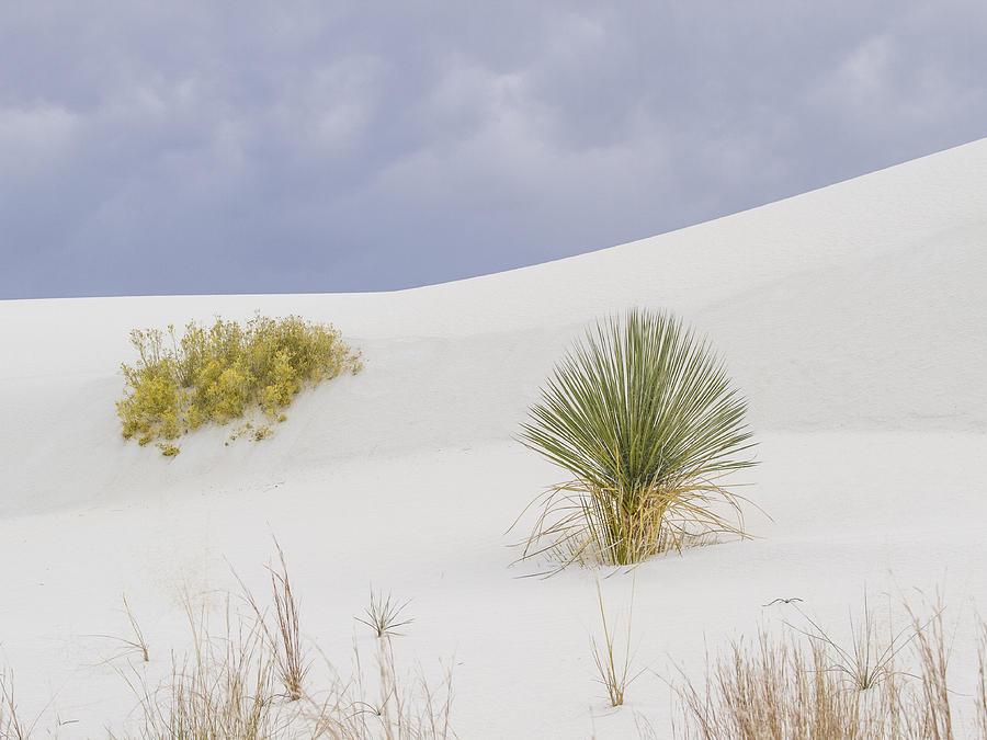 White Sands Tableau Photograph by Jean Noren
