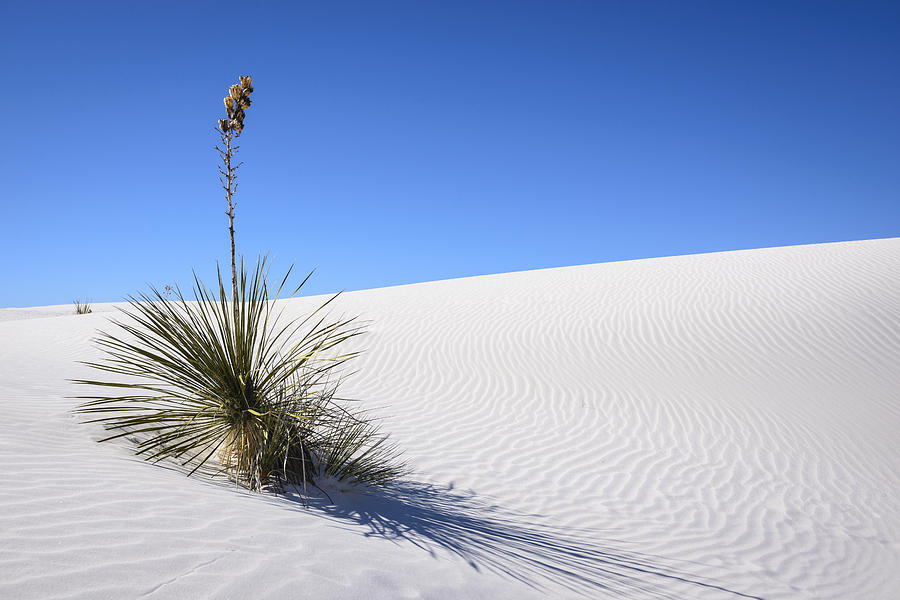 White Sands Yucca Photograph by Greg Vaughn - Fine Art America