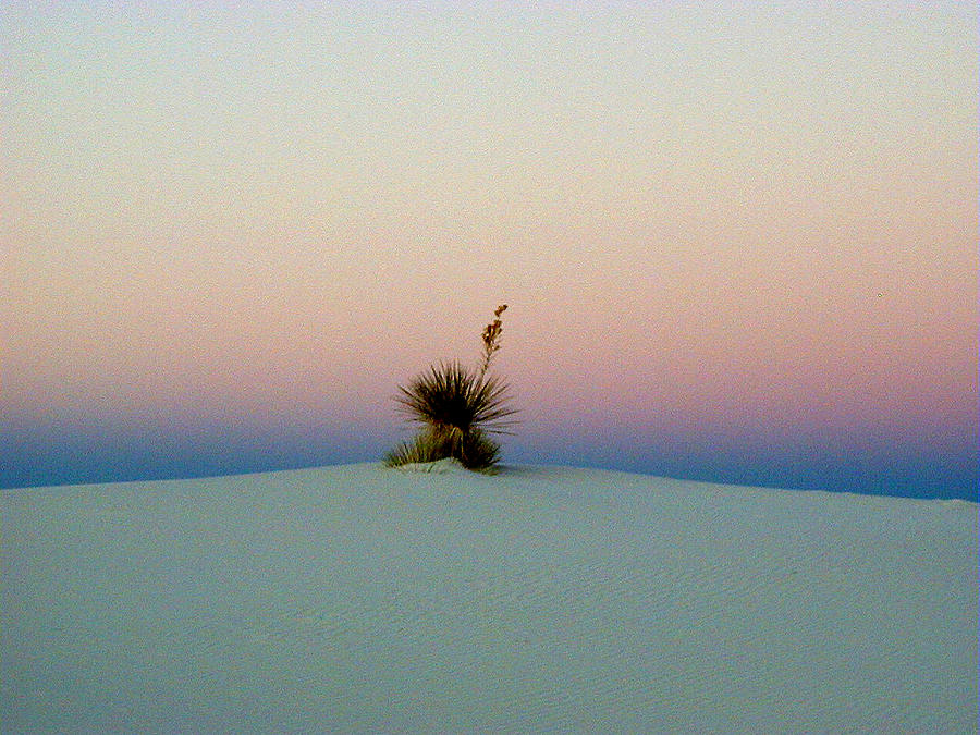 White Sands Yucca Digital Art by Jim Jones - Pixels