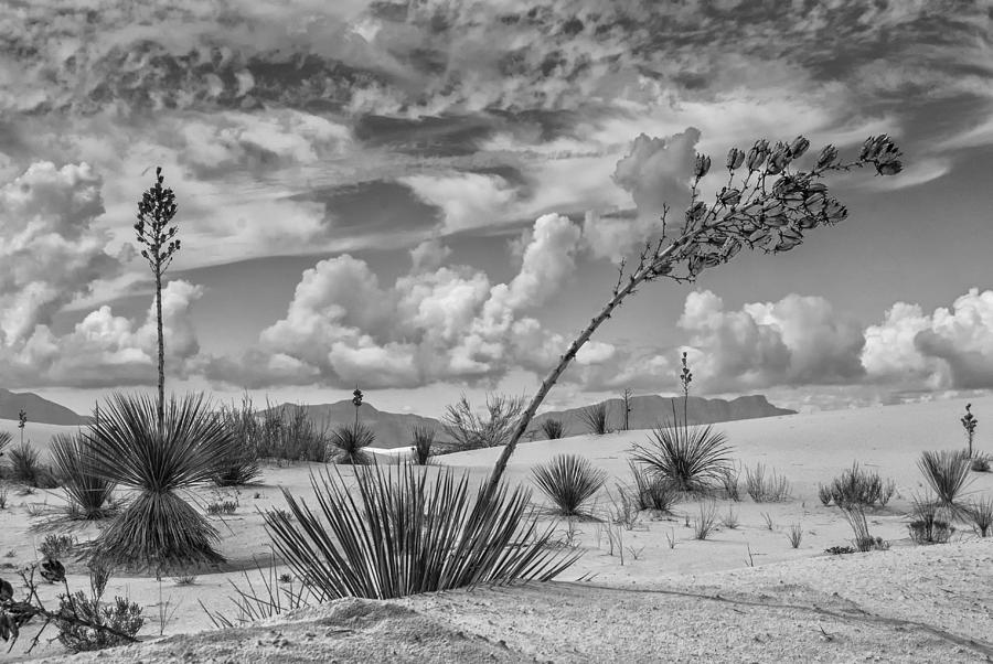 White Sands New Mexico Photograph by Sandra Selle Rodriguez