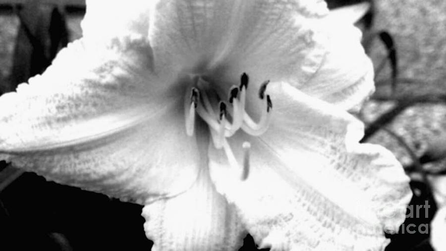 Nature Photograph - White Satin by Catherine Ratliff