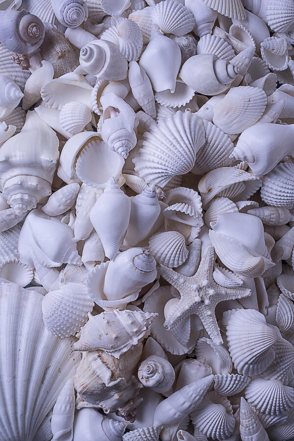White Sea Shells Photograph by Garry Gay