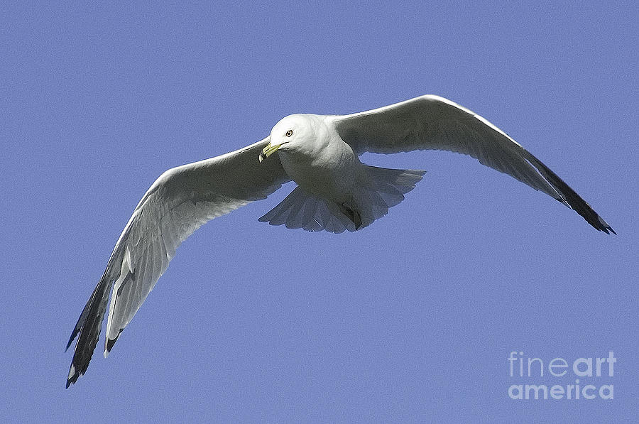 White Seagull in Flight Photograph by Mae Wertz