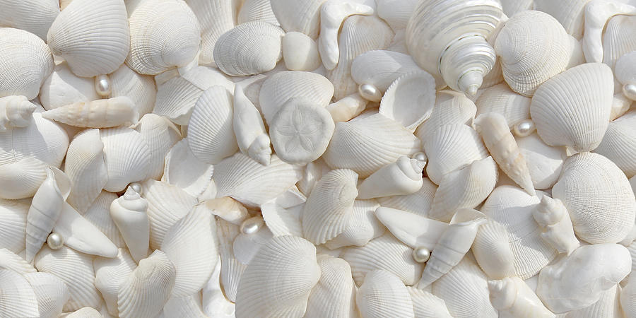 White Seashells and Pearls 2 Photograph by Jennie Marie Schell