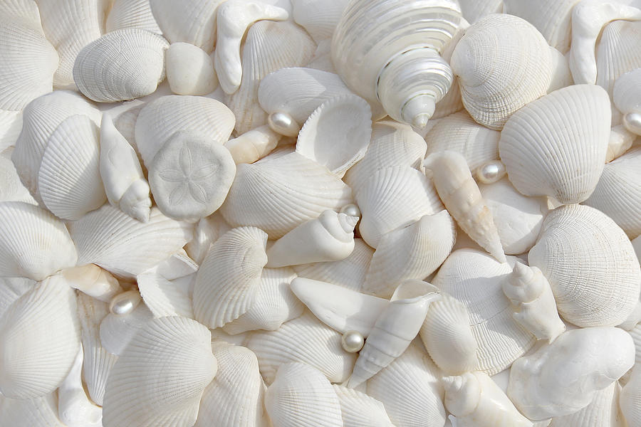 White Seashells and Pearls Photograph by Jennie Marie Schell