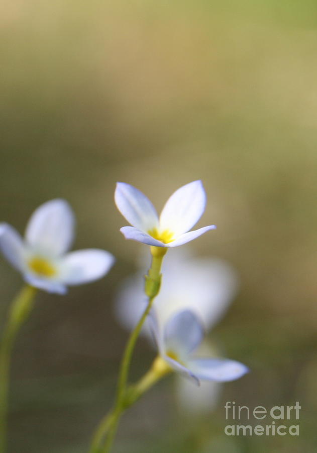 Flower Photograph - White Serenity by Neal Eslinger