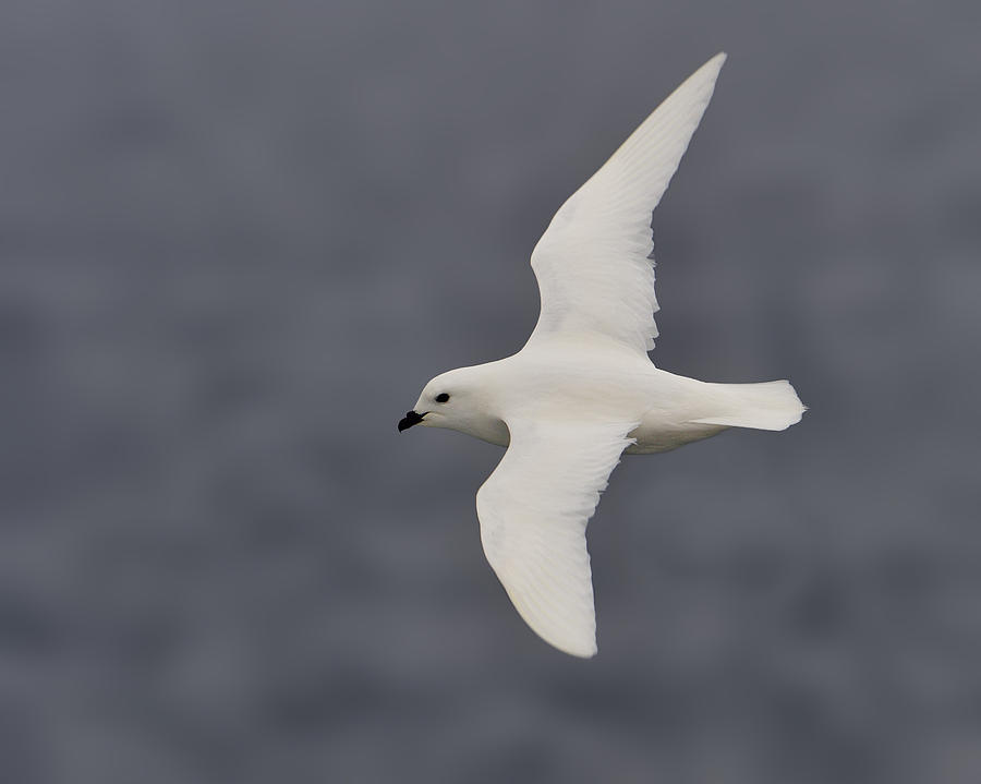Snow Petrel Photograph - White Shadow by Tony Beck