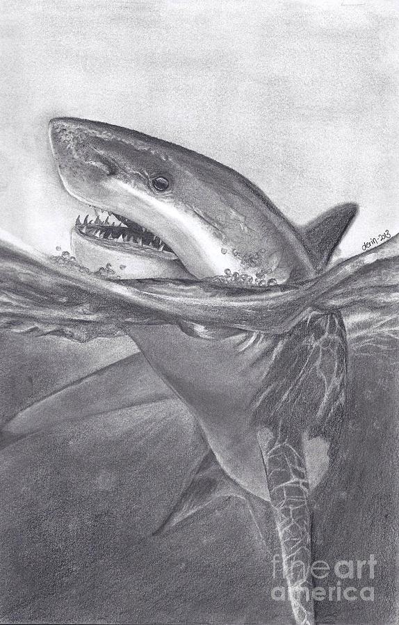 Great White Shark Drawing - White Shark by Derin Baysal