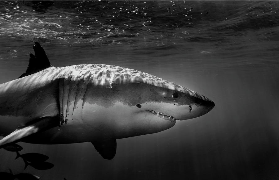 Black And White Photograph - White Shark Profile by Chris Ross