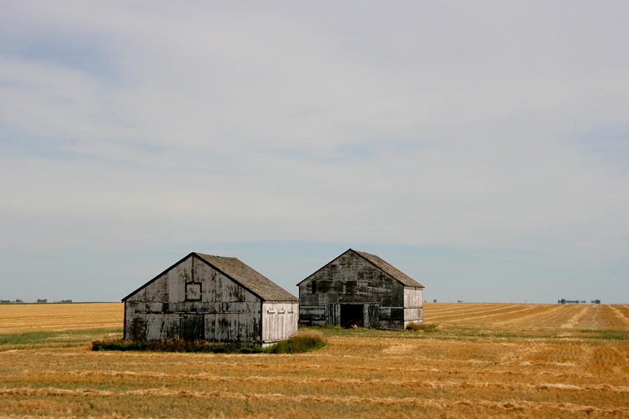 White Sheds Photograph by Betty-Anne McDonald