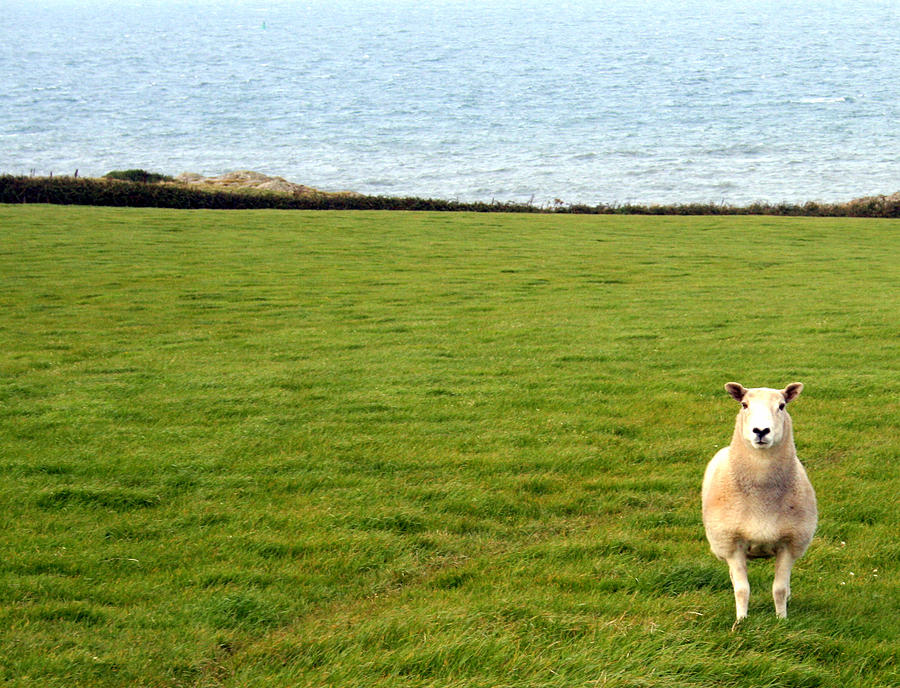 White sheep in a green field by the sea Photograph by Georgia Clare