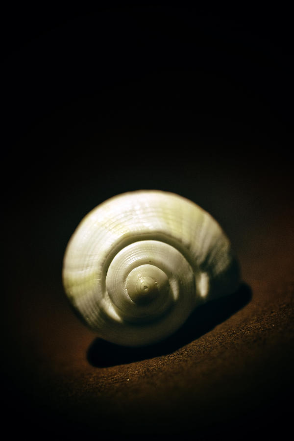 Still Life Photograph - White shell by Jaroslaw Blaminsky