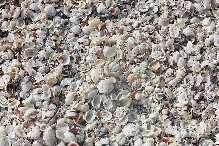 White Shells Photograph by Carol Groenen