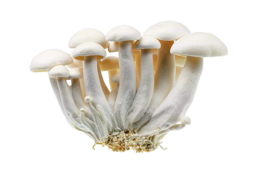 White Shimeji Mushrooms Photograph by Geoff Kidd/science Photo Library
