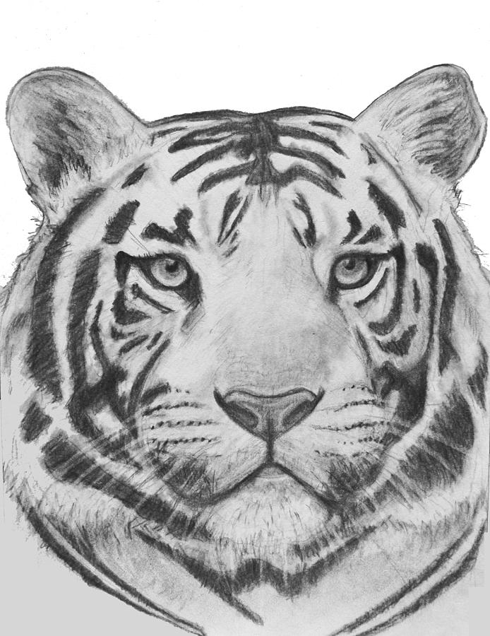 White Siberian Tiger Drawing by Cathleen Klibanoff
