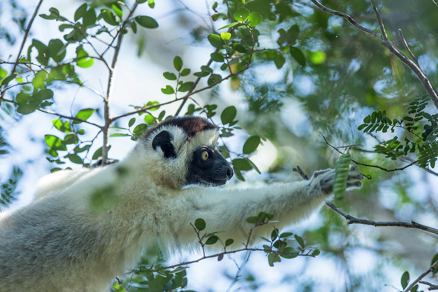White Sifaka, Madagascar Photograph by Paul Souders