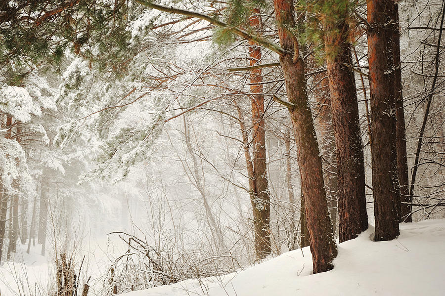 Winter Photograph - White Silence by Jenny Rainbow