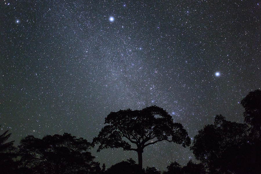 White Silk Floss Tree And Starry T Sky Photograph by Konrad Wothe