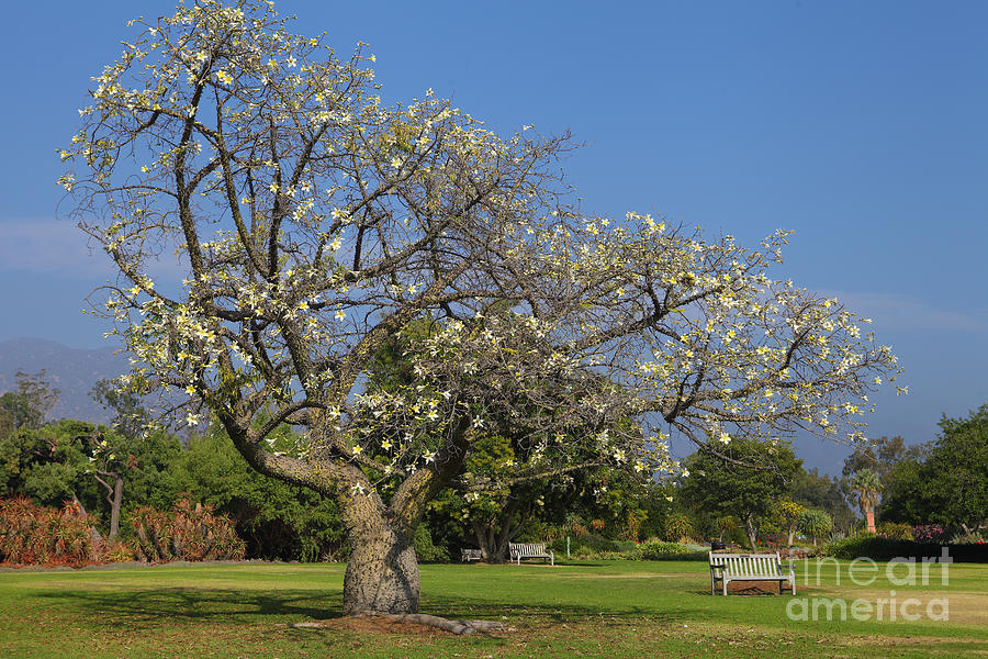 White Silk Floss Tree in the park Photograph by Nicholas Burningham