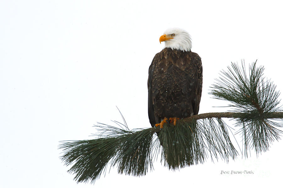 Eagle Photograph - White Skies and Snow by Beve Brown-Clark Photography